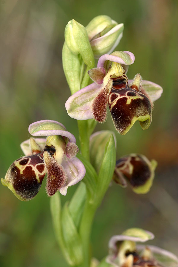 Ophrys umbilicata, Rhodos, Kattavia