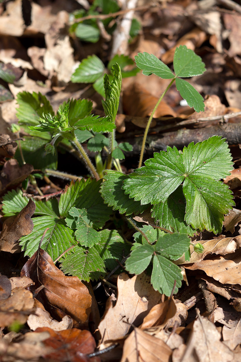 Fragaria vesca (?) mit Potentilla sterilis