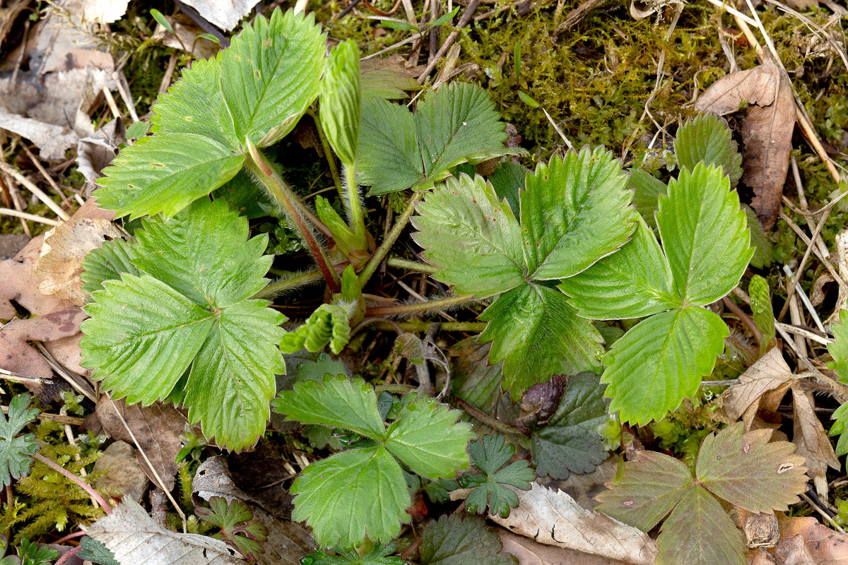 Die hellen Fragaria mit schärferem Blattschnitt und Textur