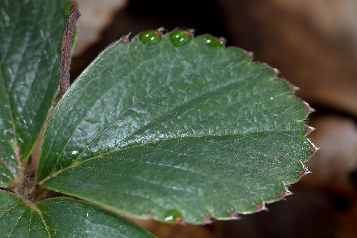 fragliche dunkle Fragaria