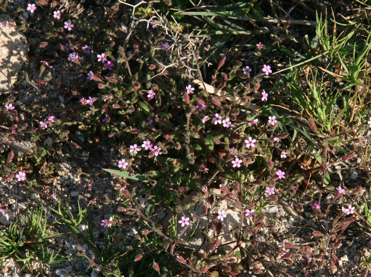K1600_Silene sedoides subsp. sedoides 05.JPG