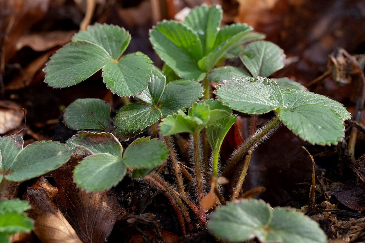 fragliche dunkle Fragaria