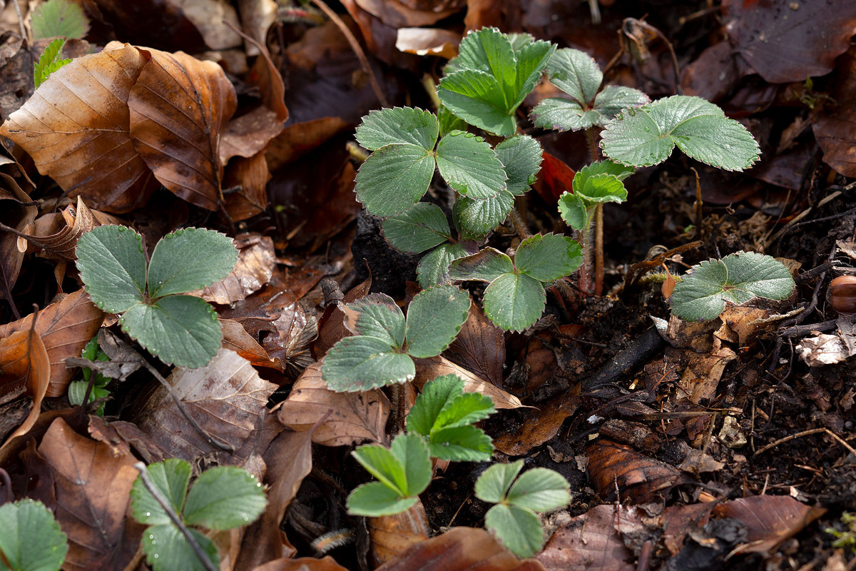 fragliche dunkle Fragaria