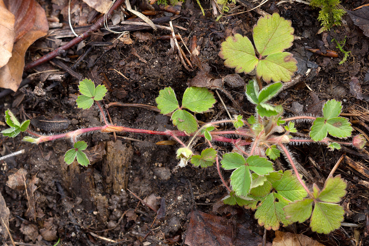 Potentilla sterilis