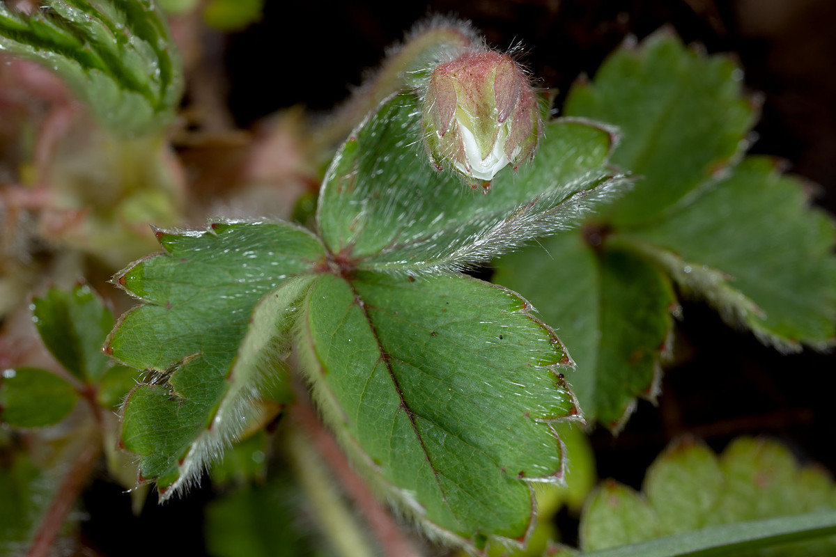 Blattoberseite Potentilla sterilis