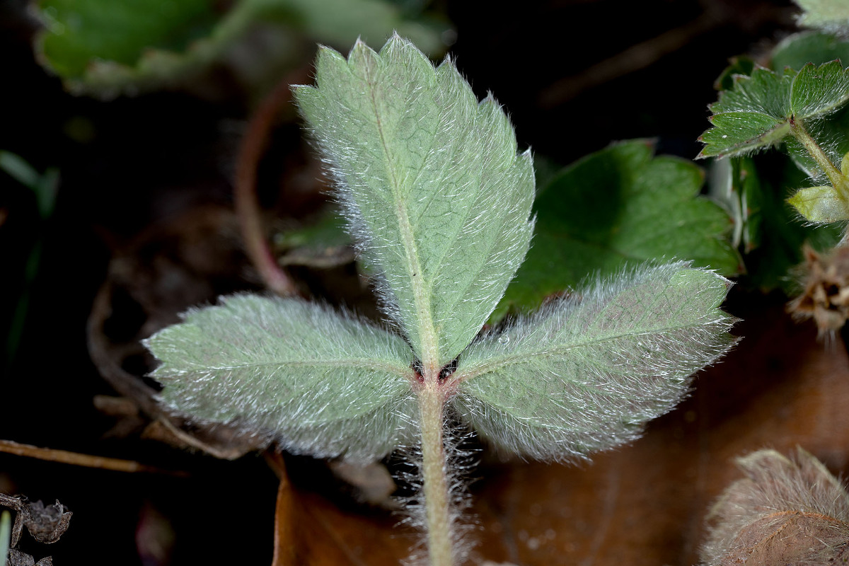 Blattunterseite Poetntilla sterilis