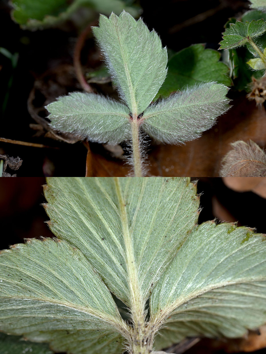 Oben P. sterilis, unten die fragliche Fragaria