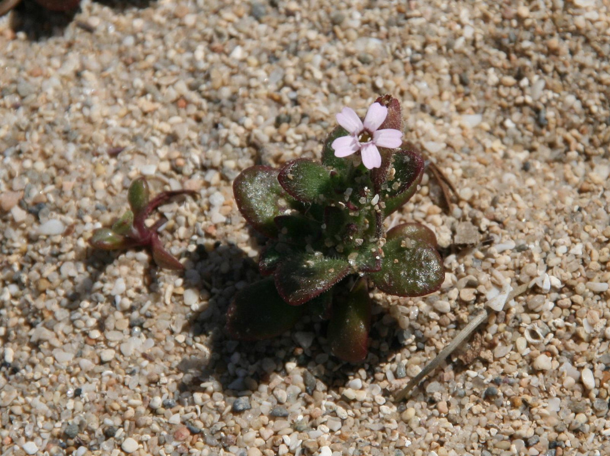 K1600_Silene sedoides subsp. sedoides 03a.JPG