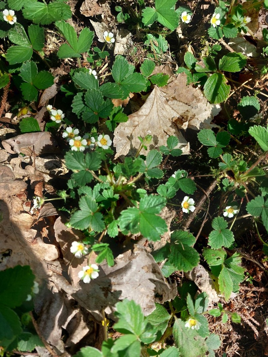 2023-04-21_Potentilla sterilis 1_Koesten.jpg