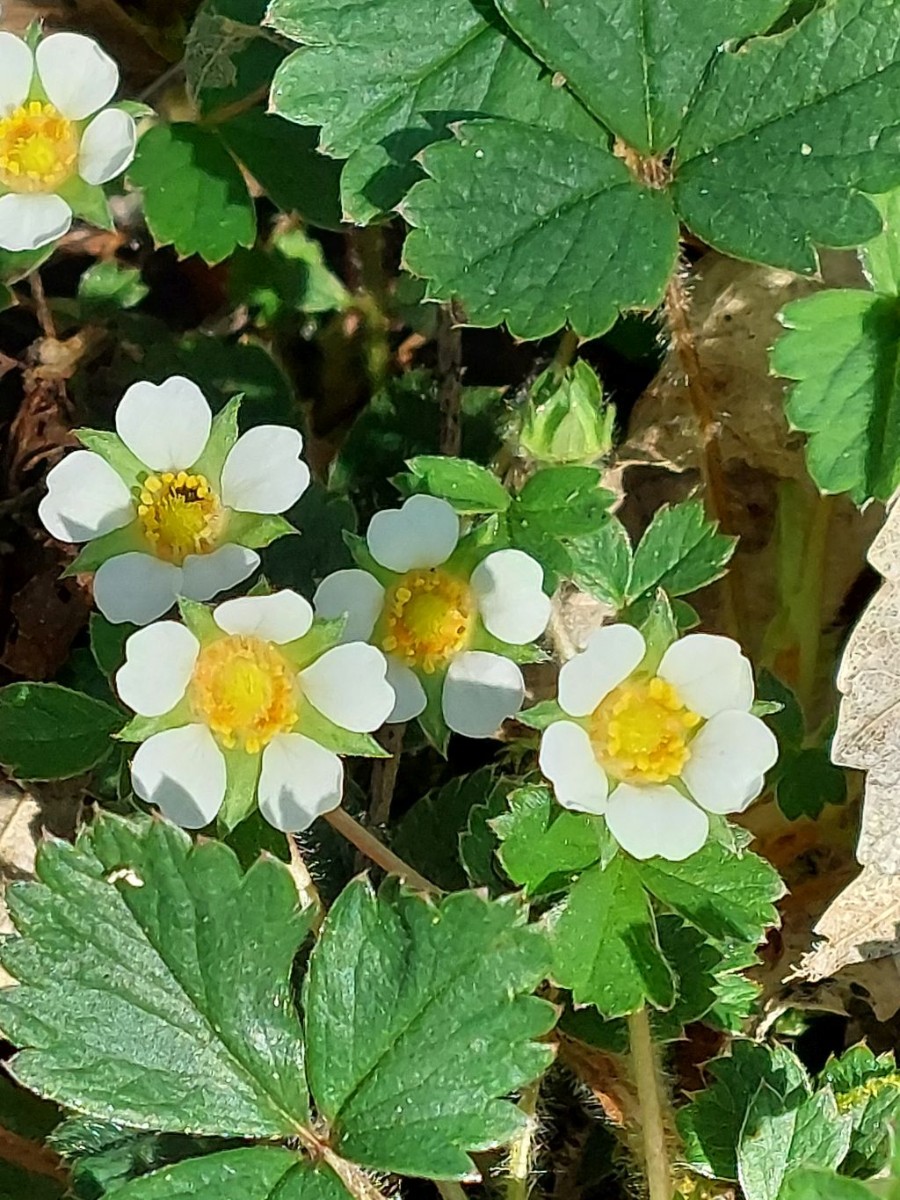 2023-04-21_Potentilla sterilis 3_Koesten.jpg