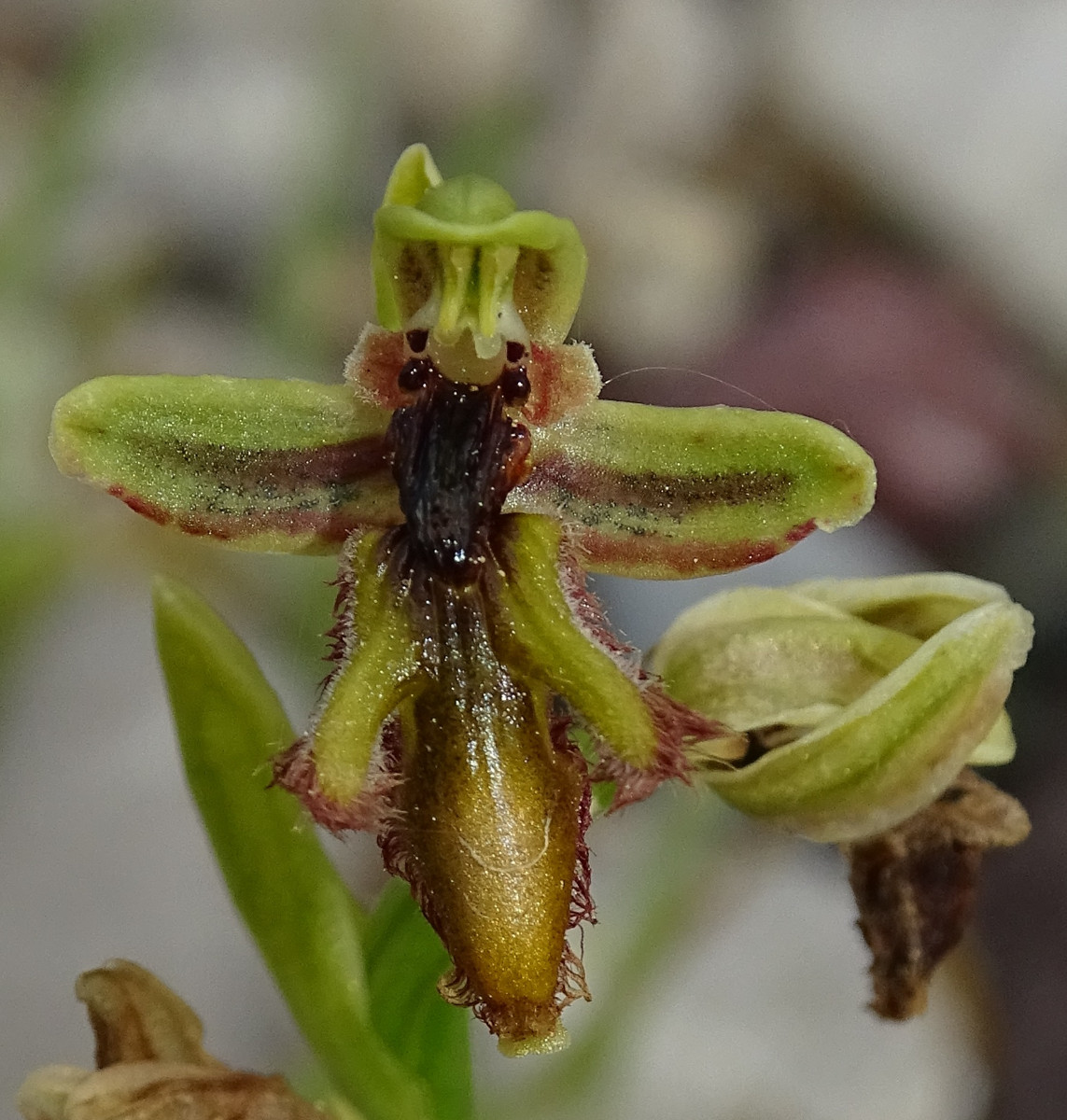 Ophrys regis-ferdinandi.jpg
