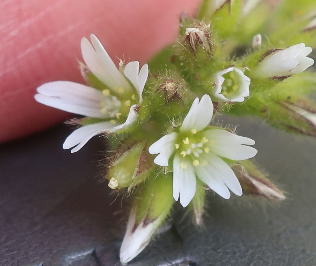 Cerastium glomeratum 2023-04-22.jpg