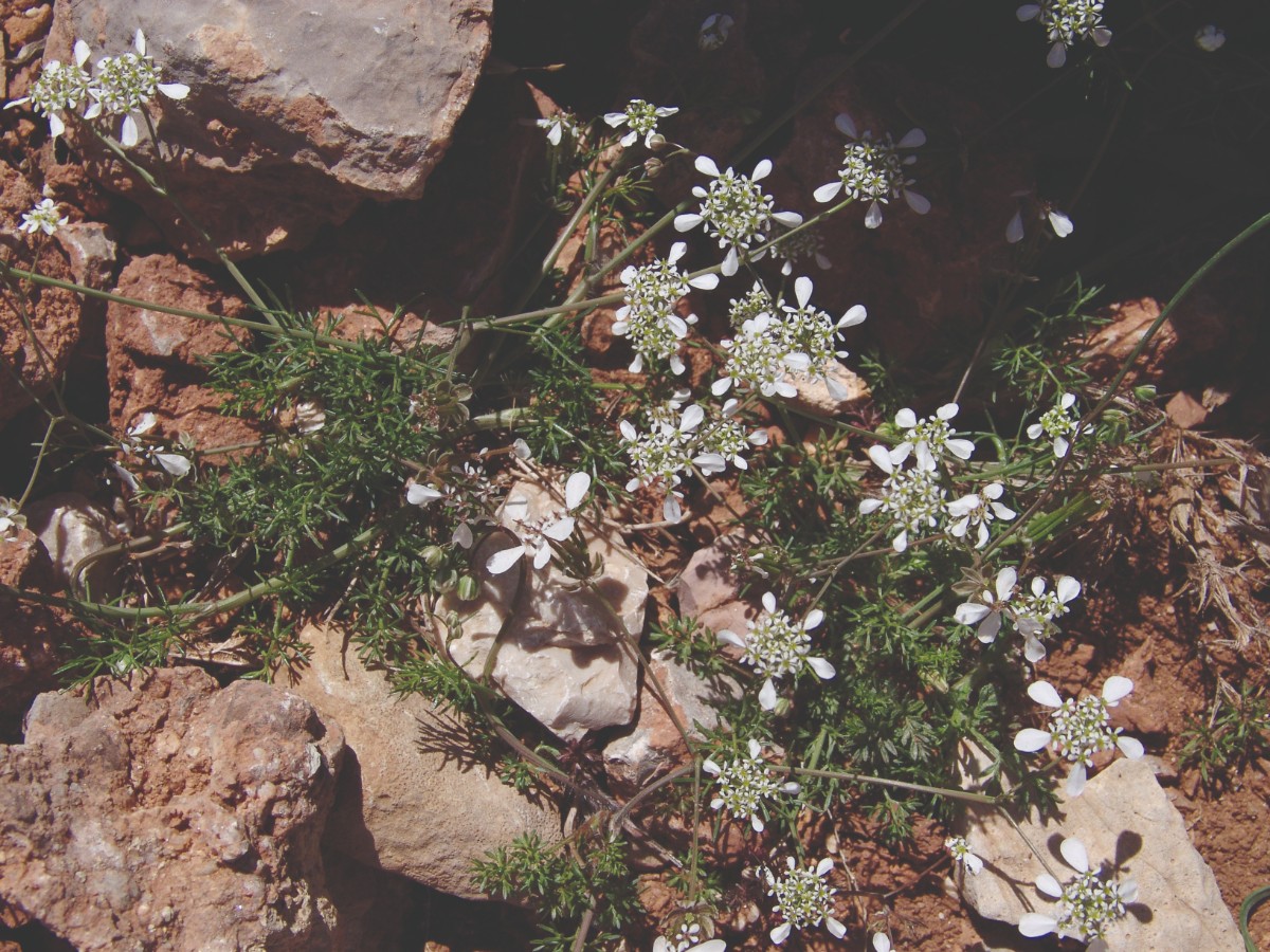 Scandix australis (cf) AttavirosGipfel 0803-1.jpg