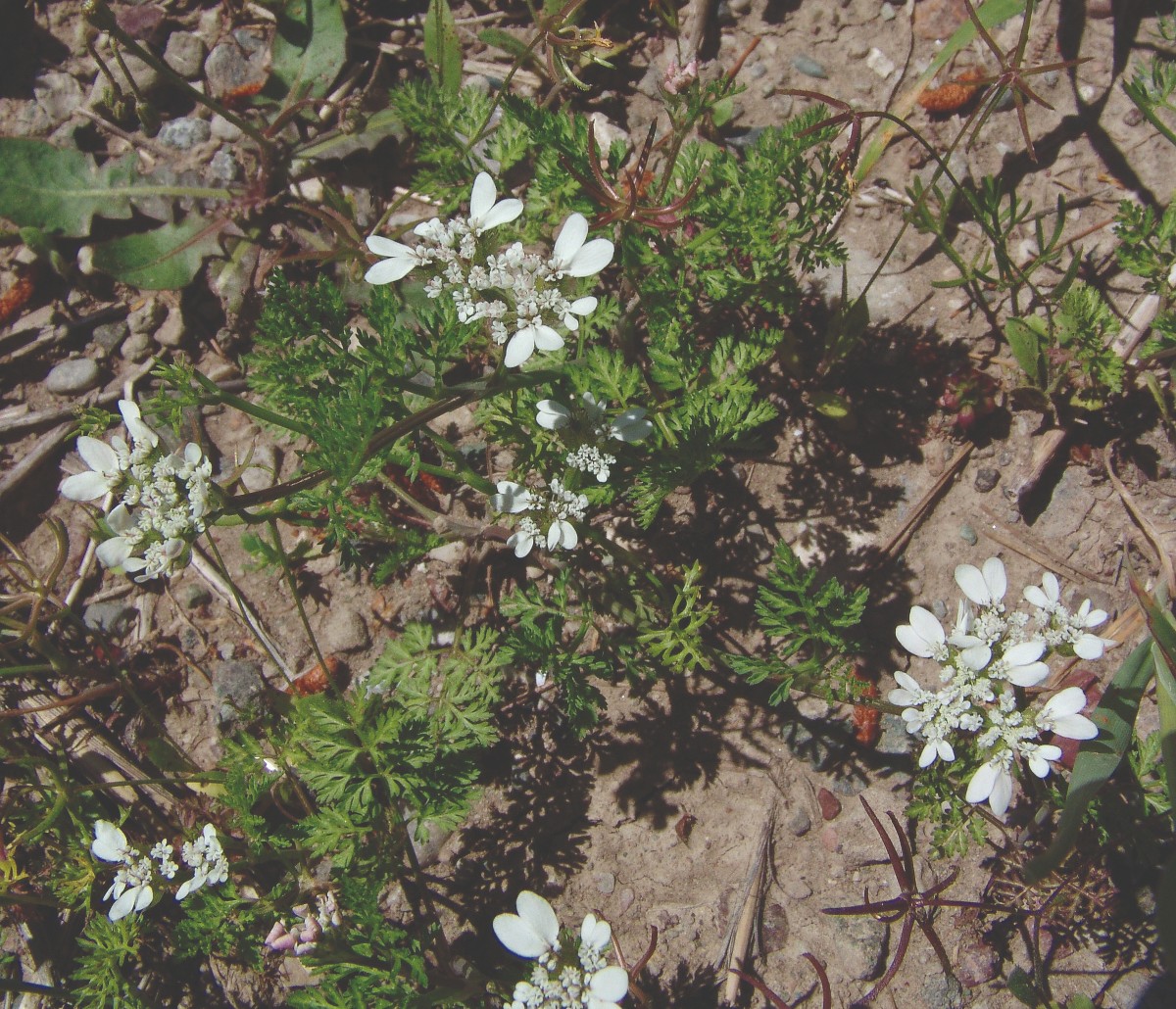 Scandix australis ssp grandiflora Rhodos Laerma-Profilia R3847-1.jpg
