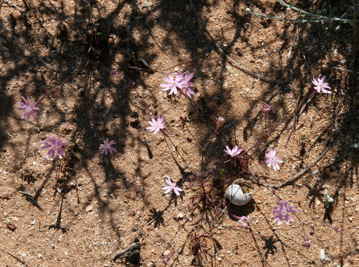 K1600_Silene corinthiaca 11.JPG