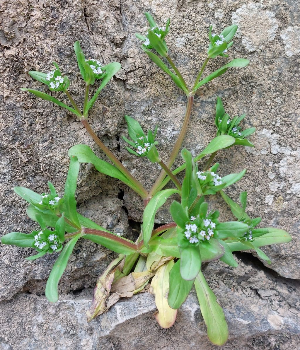 20230423_Valerianella locusta.jpg