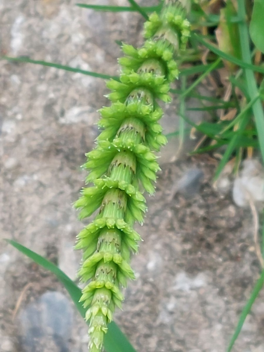 20230423_Equisetum arvense.jpg