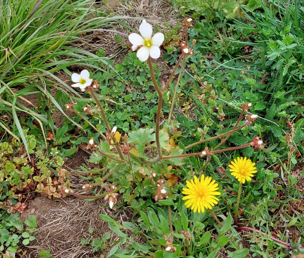 20230423_Saxifraga granulata.jpg