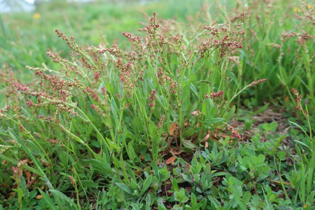 2023-04-23_Rumex acetosella.jpg