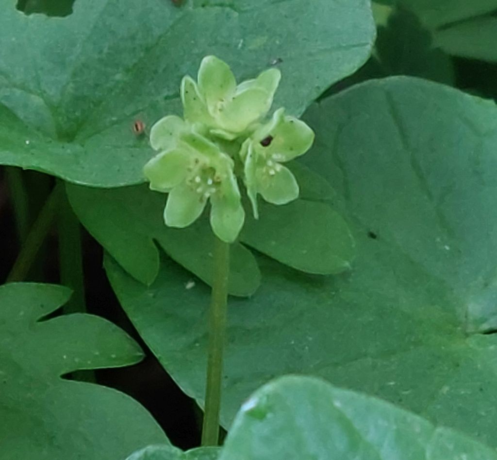 20230423_Adoxa moschatellina.jpg