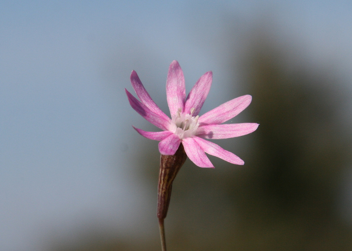 Silene corinthiaca 07a.JPG