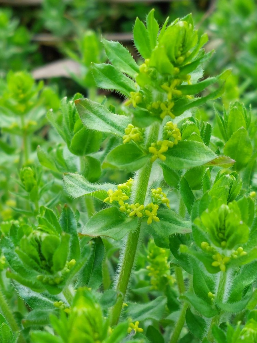 20230423_Cruciata laevipes.jpg