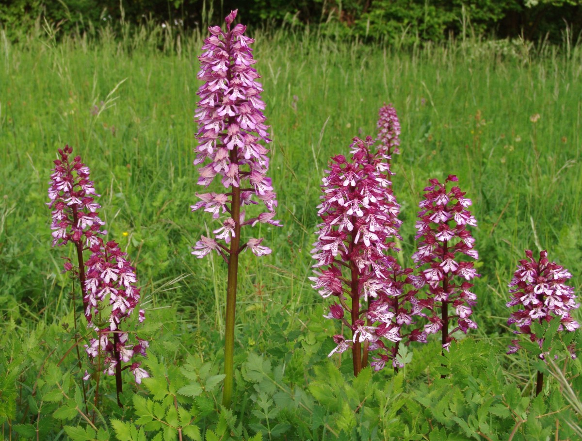 Orchis x hybrida Michaelsberg Mai2013 G2.jpg