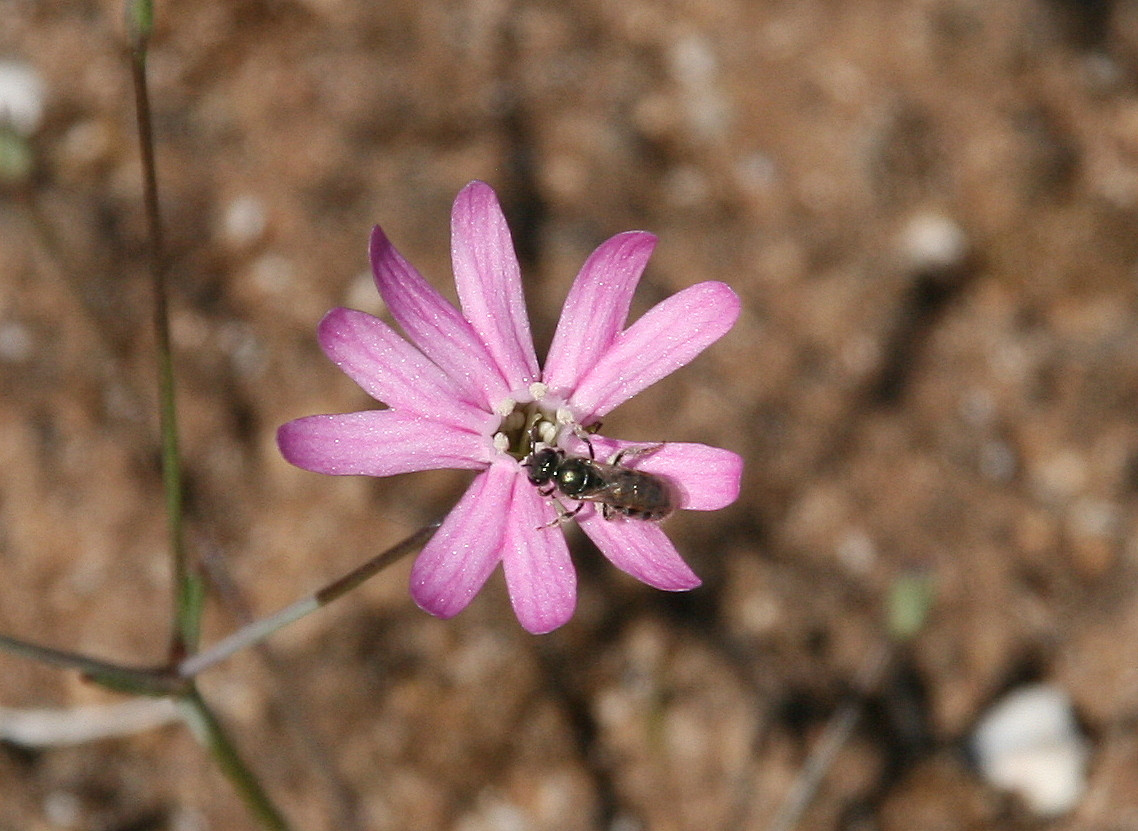 Silene corinthiaca 06.JPG