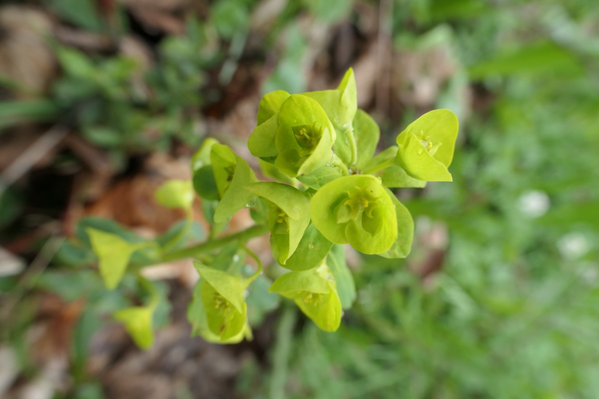 Euphorbia amygdaloides Vauffelin PdD 2023-04-23  (2).JPG