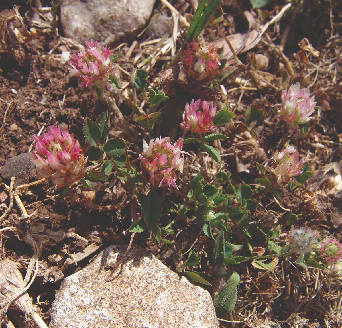 Trifolium argutum Kolympia 0012-1.jpg