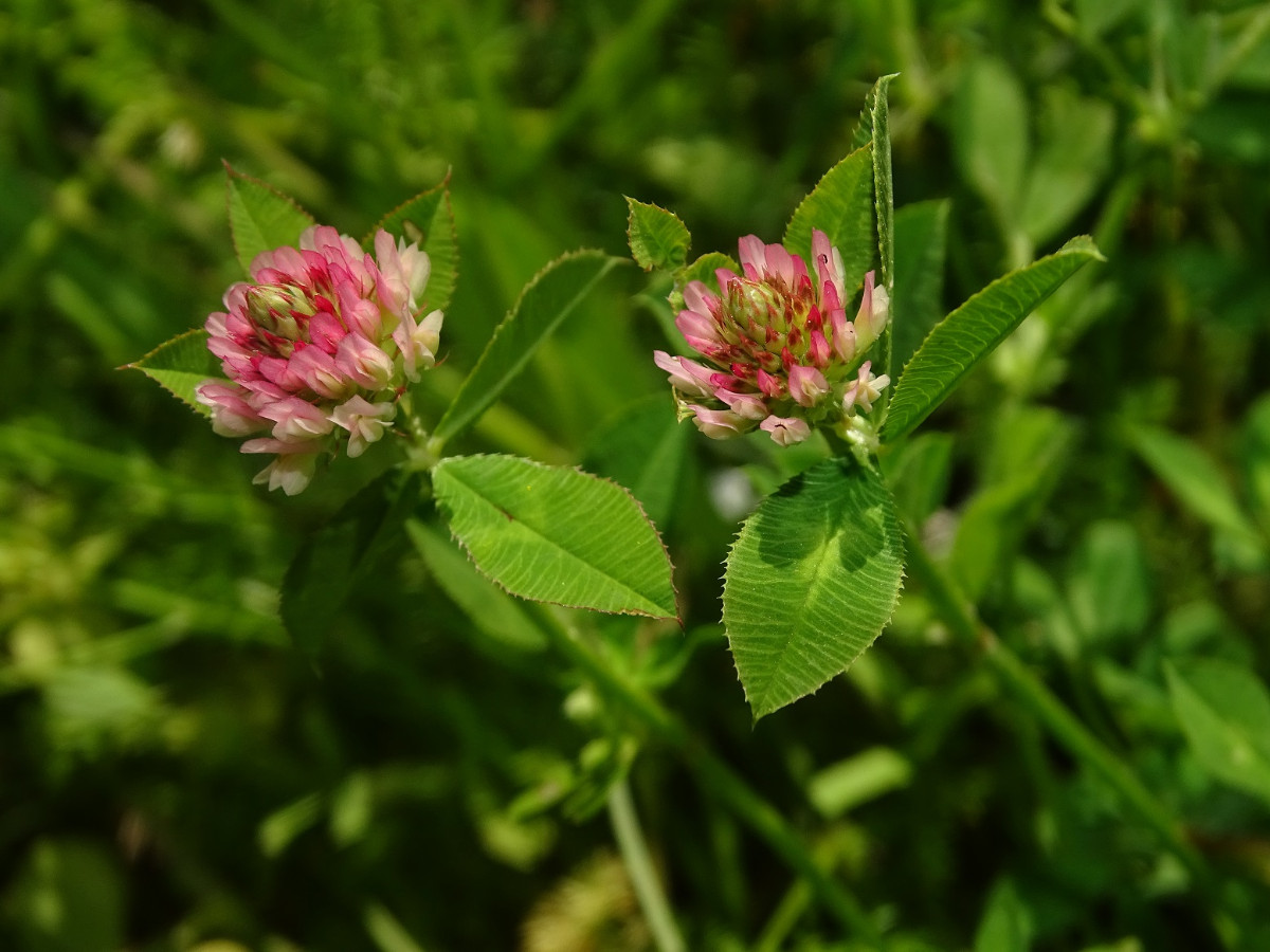 Trifolium argutum.JPG