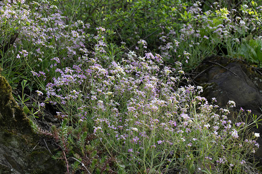 Arabidopsis arenosa 7a.jpg