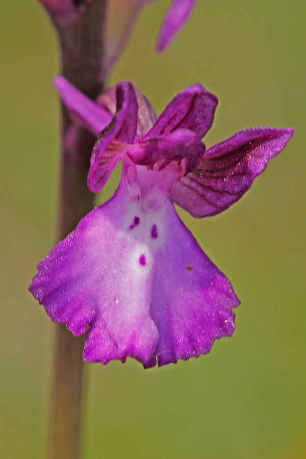 Orchis boryi (Blüte, frontal).jpg