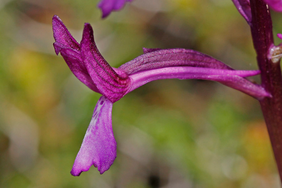 Orchis boryi (Blüte, seitlich).jpg