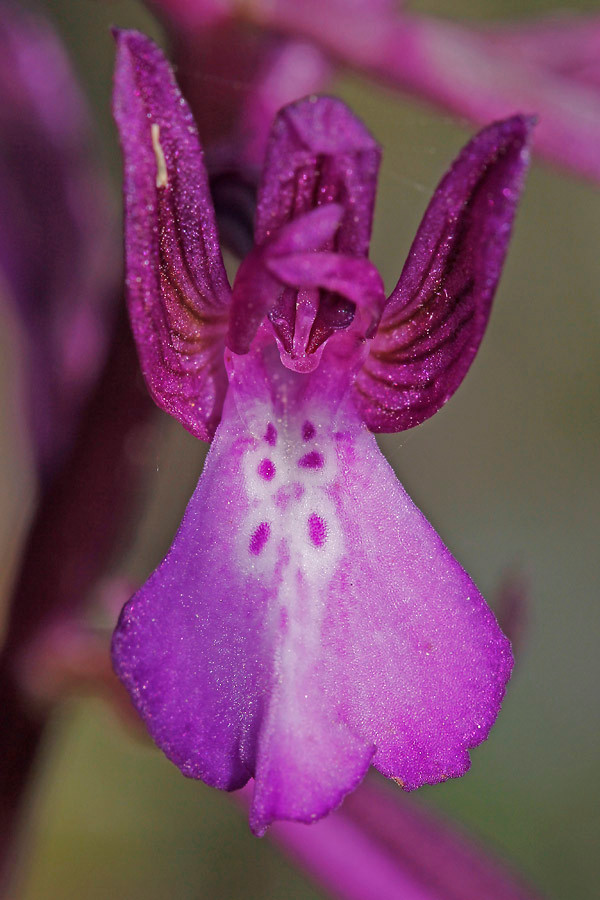 Orchis boryi (frontal).jpg