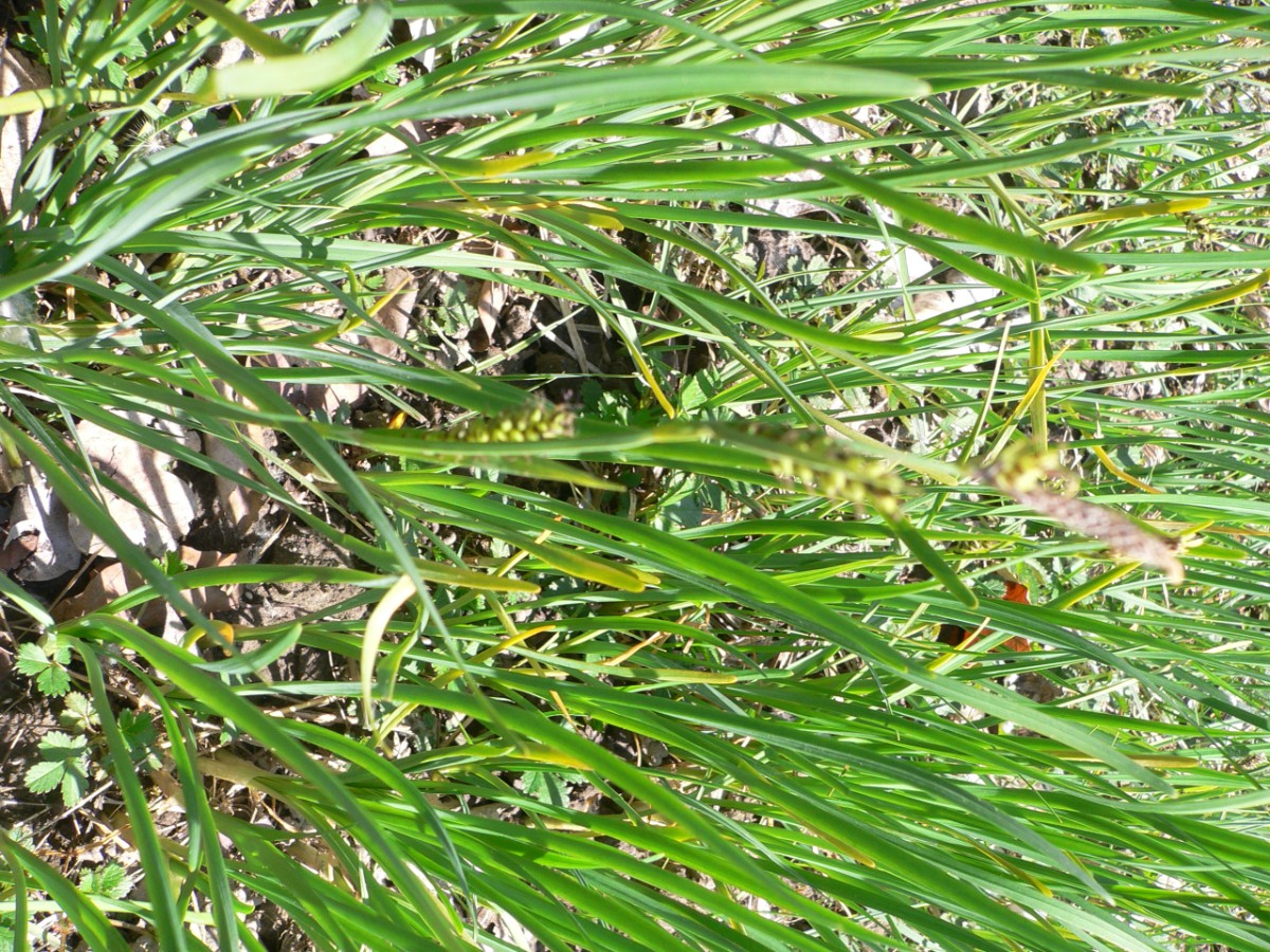 Cyperaceae Carex Häftli BE 2022-05-01 (1).JPG