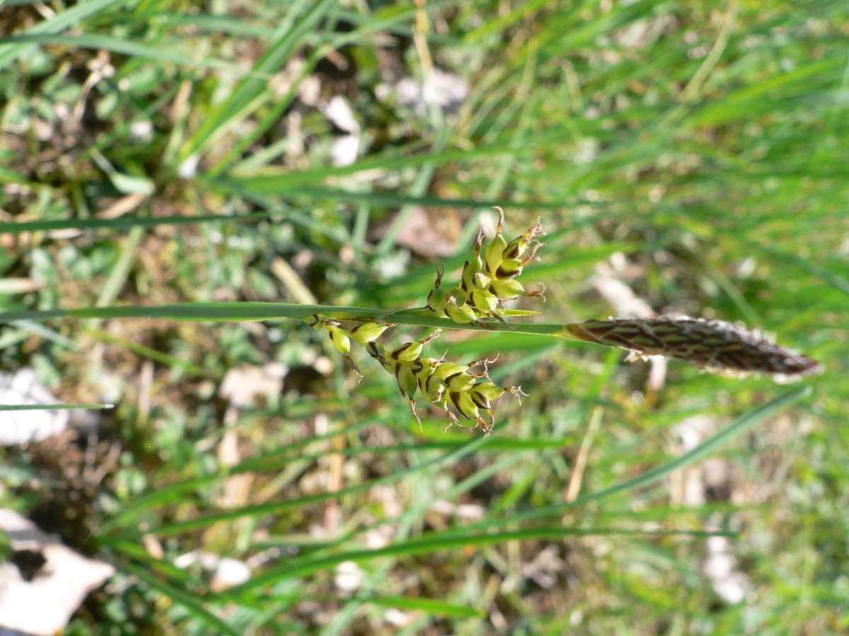 Cyperaceae Carex Häftli BE 2022-05-01 (2).JPG
