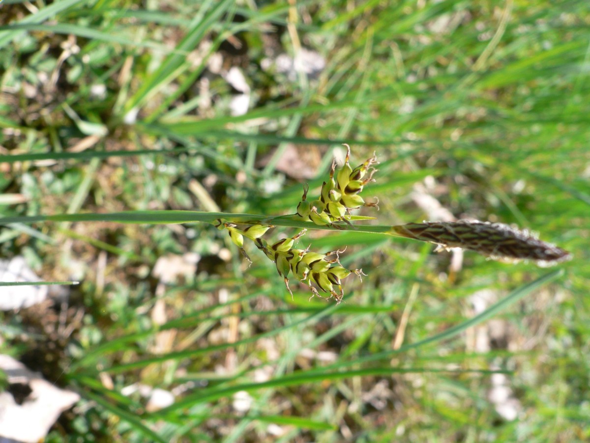 Cyperaceae Carex Häftli BE 2022-05-01 (2).JPG