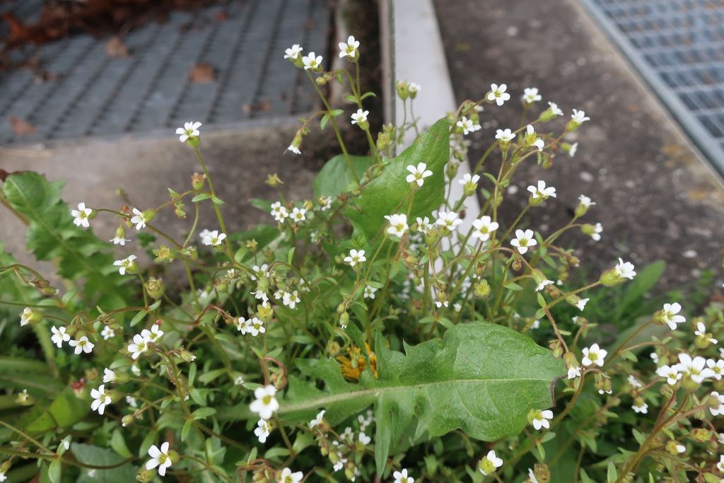 2023-04-26_Saxifraga tridactylites 3_Augsburg.jpg