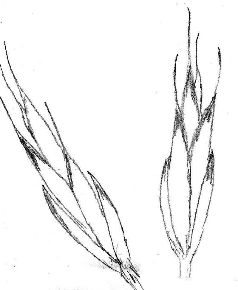 draw.JPG