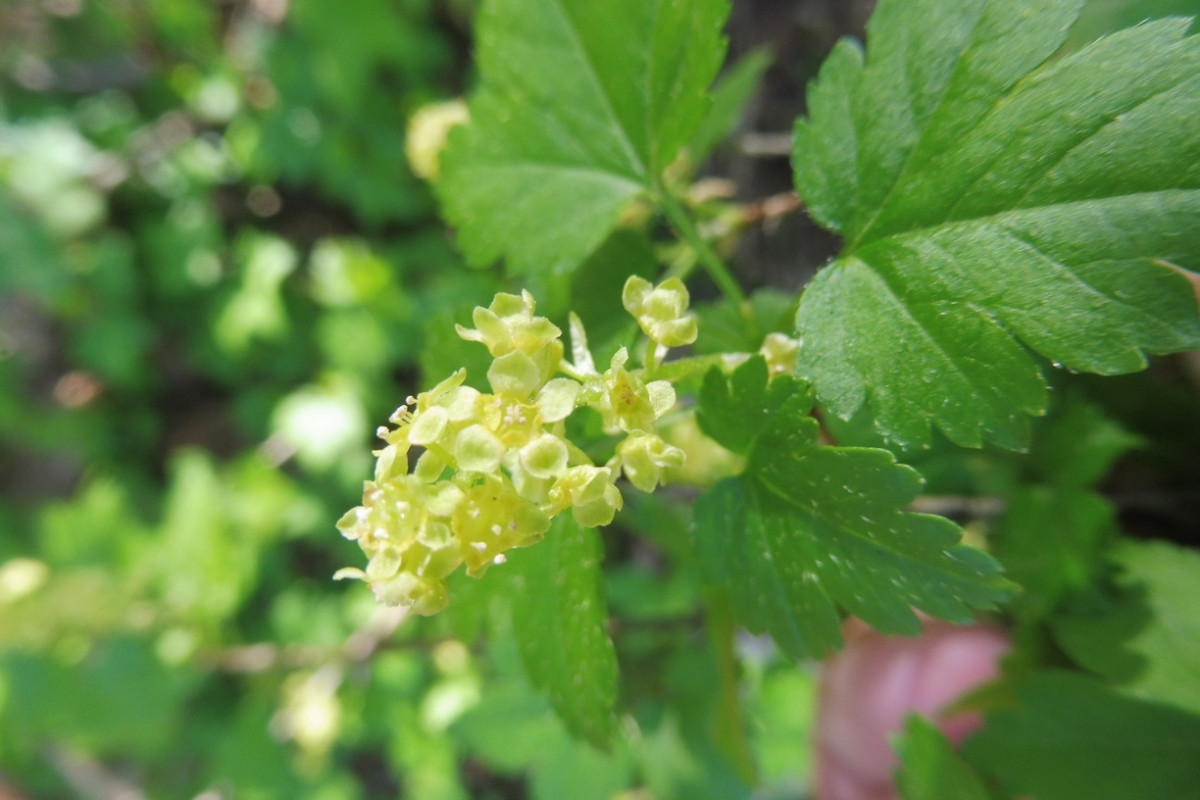 Ribes alpinum Alpen-Johannisbeere.JPG