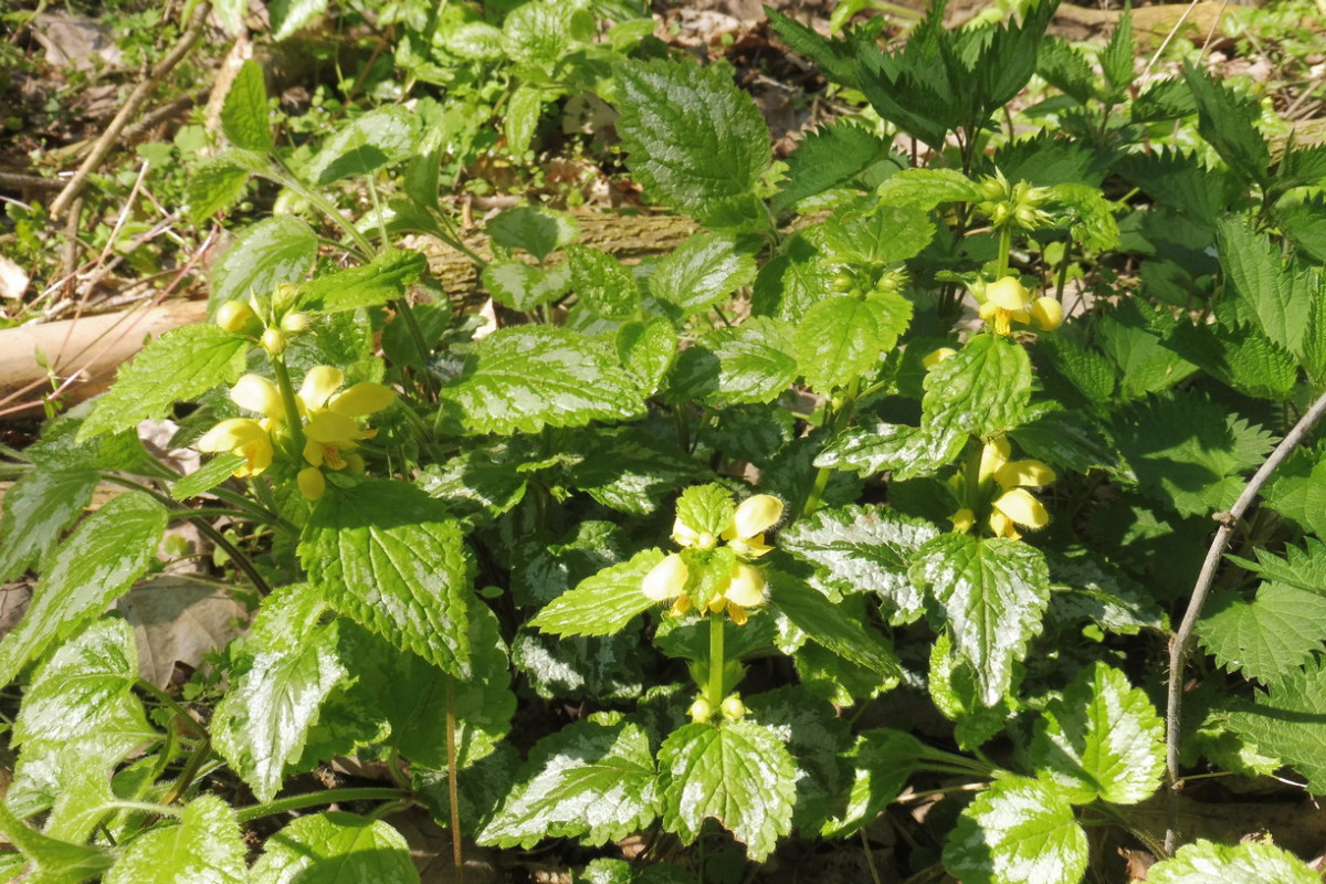 Lamium argentatum Garten-Goldnessel.JPG