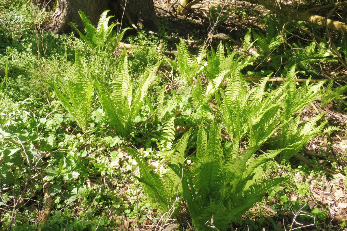 Matteuccia struthiopteris Straußenfarn.JPG