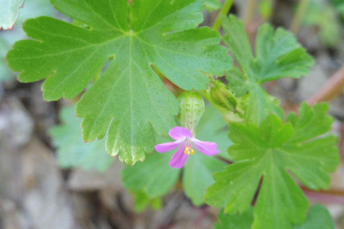 Geranium lucidum Glänzender Storchenschnabel.JPG