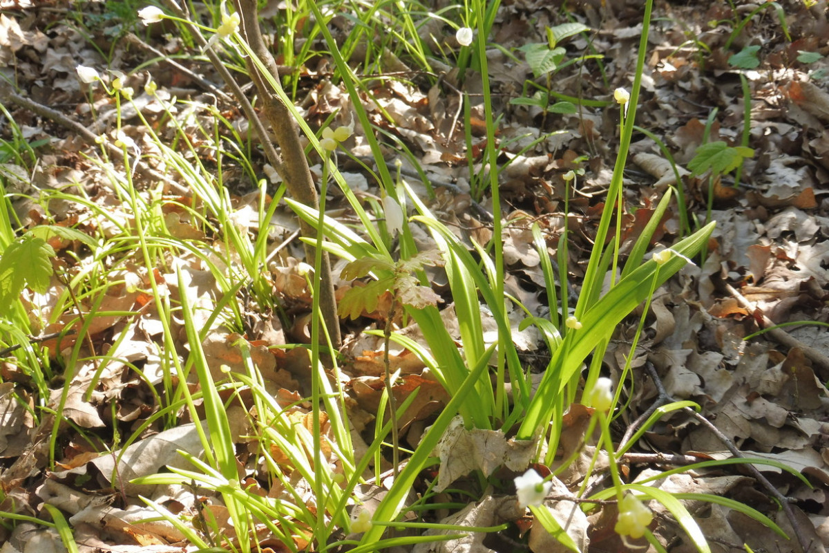 Allium paradoxum Wunder-Lauch.JPG