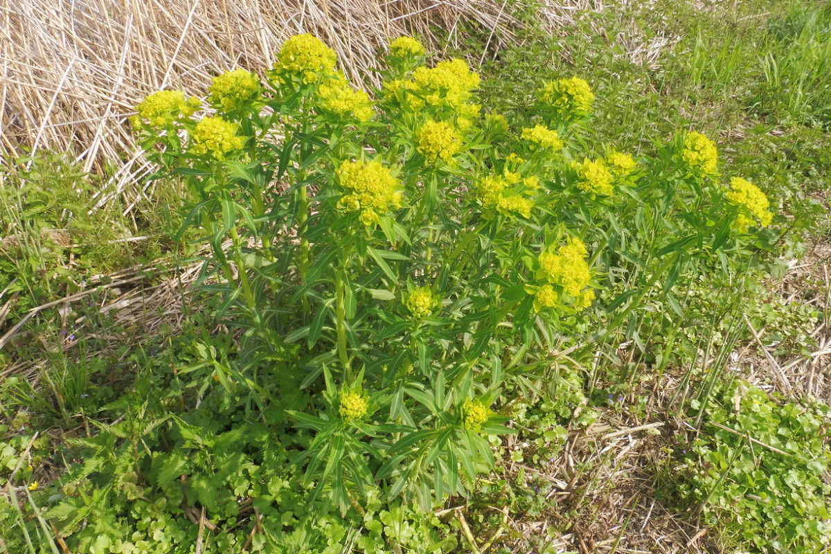 Euphorbia palustris Sumpf-Wolfsmilch.JPG