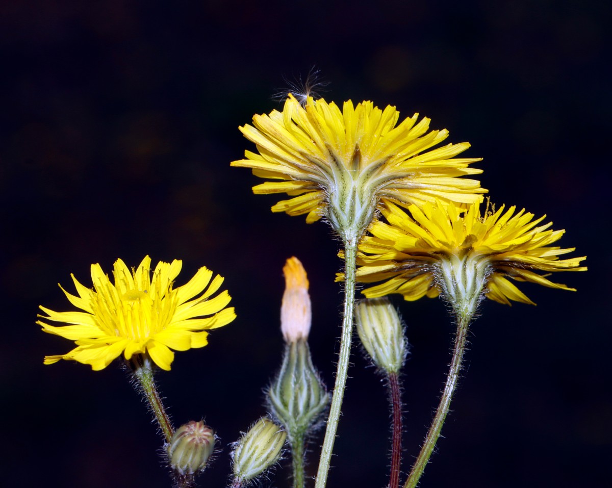 Crepis sancta Worms Festplatz A04.jpg