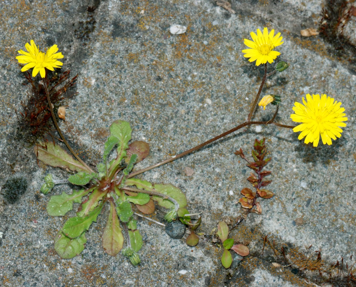 Crepis sancta Worms Festplatz A05.jpg