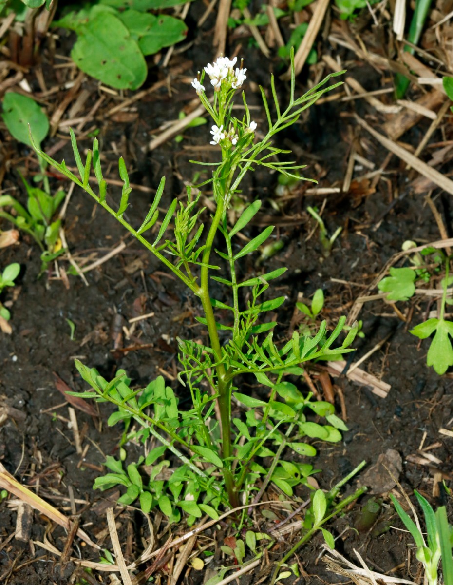 Cardamine parvifolia Lampertheimer Altrhein A01.jpg