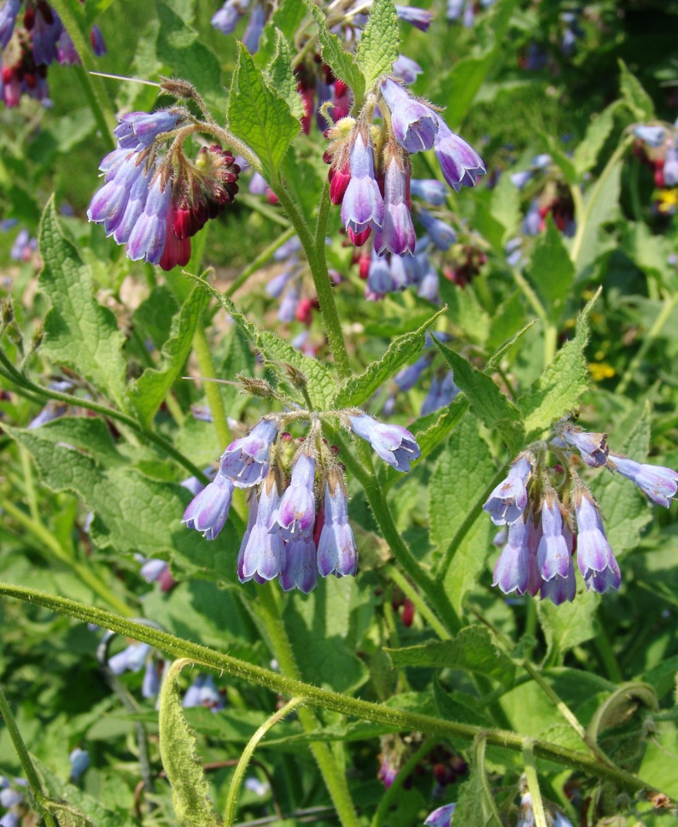 Symphytum asperum Ettlingen Robberg G4.jpg